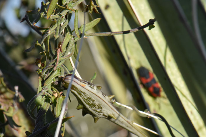Spearleaf vine grows up to 1 ½ feet or more via twining vines and a fine pubescence. Note the follicle capsule with longitudinal grooves; somewhat reminiscent of the traditional Milkweed pod. Matelea parvifolia Spearleaf vine grows up to 1 ½ feet or more via twining vines and a fine pubescence. Note the follicle capsule with longitudinal grooves; somewhat reminiscent of the traditional Milkweed pod. Matelea parvifolia